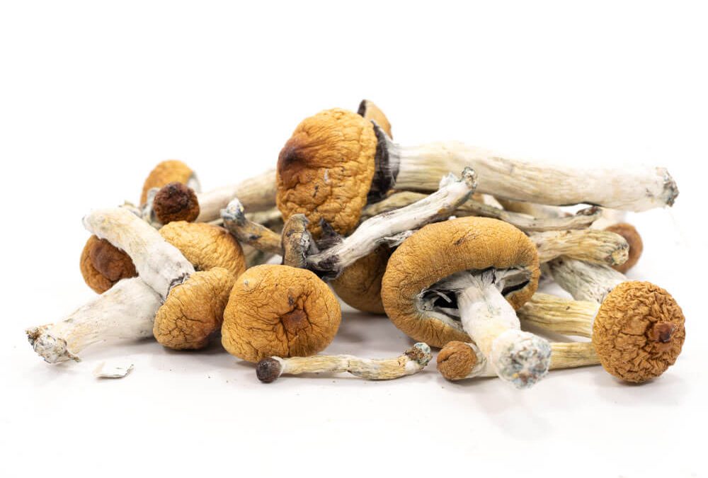 fernwood shrooms dispensary