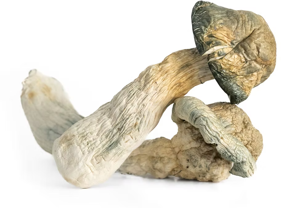 shrooms victoria best visuals