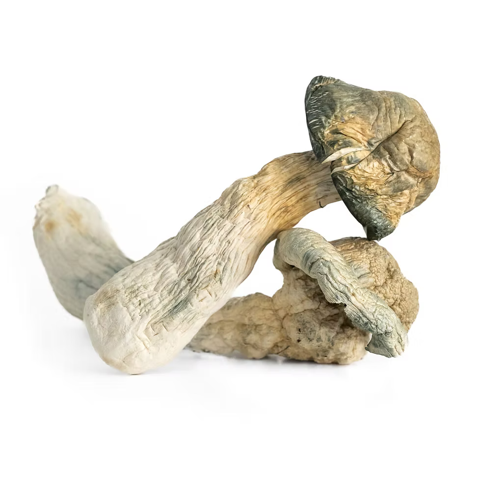Mushroom Dispensary Vancouver