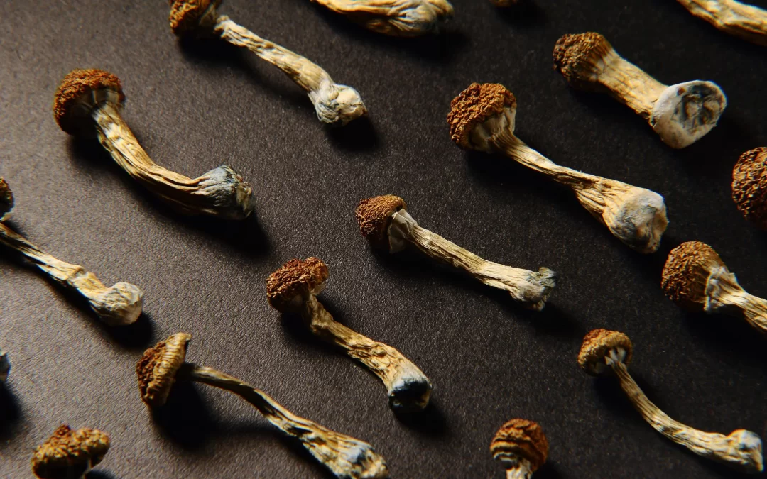 quality shrooms victoria