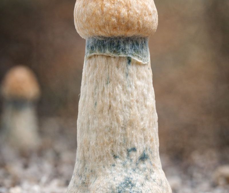 penis envy shrooms victoria